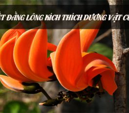 Huyết đằng lông là một thành phần có trong Germany Must State