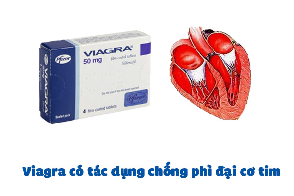 Viagra có tác dụng chống phì đại cơ tim